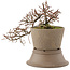 Cotoneaster horizontaleis, 15,5 cm, ± 6 jaar oud