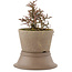 Cotoneaster horizontaleis, 15,5 cm, ± 6 jaar oud