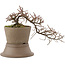 Cotoneaster horizontalis, 15,5 cm, ± 6 years old