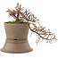 Cotoneaster horizontaleis, 15,5 cm, ± 6 jaar oud