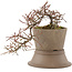 Cotoneaster horizontaleis, 15,5 cm, ± 6 jaar oud