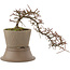 Cotoneaster horizontaleis, 16 cm, ± 6 jaar oud