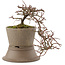 Cotoneaster horizontalis, 16 cm, ± 6 years old