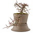 Cotoneaster horizontalis, 16 cm, ± 6 years old