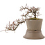 Cotoneaster horizontaleis, 16 cm, ± 6 jaar oud