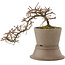 Cotoneaster horizontalis, 16 cm, ± 6 years old