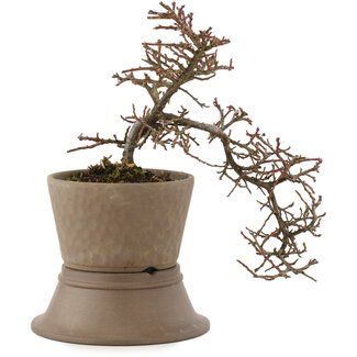 Cotoneaster horizontalis, 22,5 cm, ± 6 años