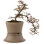 Cotoneaster horizontaleis, 22,5 cm, ± 6 jaar oud