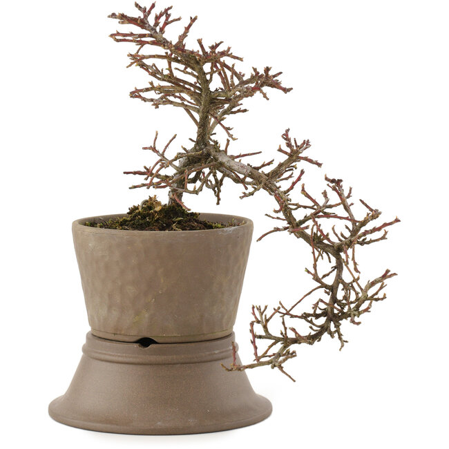 Cotoneaster horizontalis, 22,5 cm, ± 6 Jahre alt