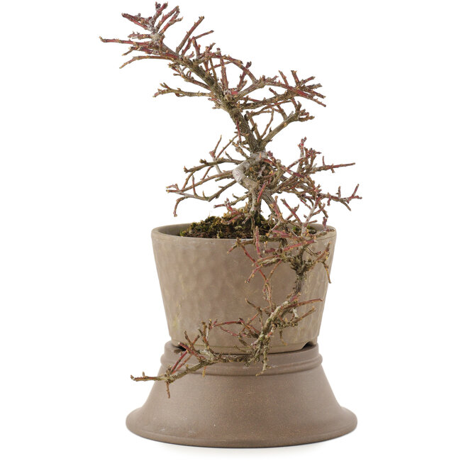 Cotoneaster horizontalis, 22,5 cm, ± 6 ans