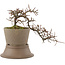 Cotoneaster horizontalis, 16 cm, ± 6 Jahre alt