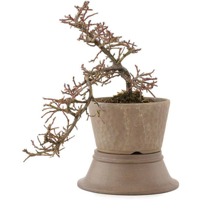 Cotoneaster horizontalis, 22,5 cm, ± 6 Jahre alt