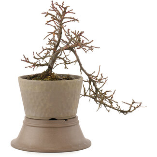 Cotoneaster horizontalis, 21,5 cm, ± 6 years old