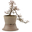 Cotoneaster horizontaleis, 21,5 cm, ± 6 jaar oud