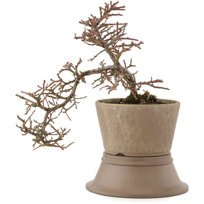Cotoneaster horizontalis, 22,5 cm, ± 6 ans