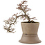 Cotoneaster horizontalis, 22,5 cm, ± 6 years old