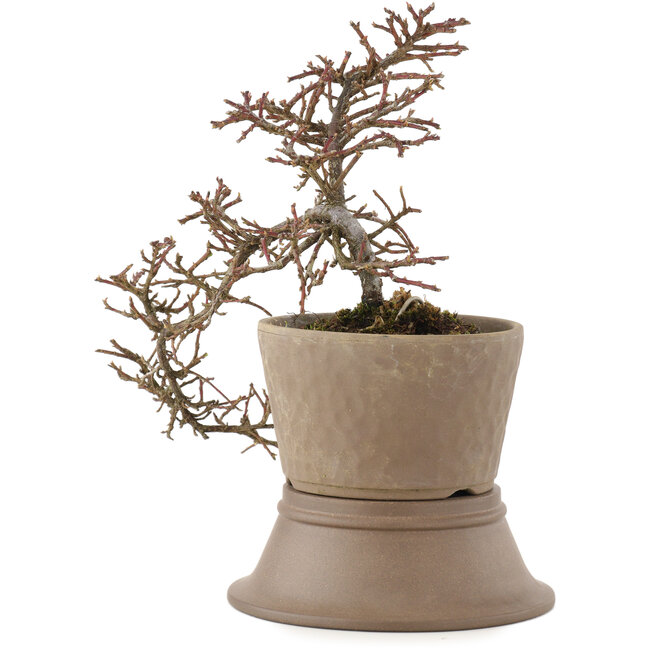 Cotoneaster horizontalis, 22,5 cm, ± 6 Jahre alt