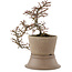 Cotoneaster horizontaleis, 22,5 cm, ± 6 jaar oud