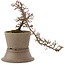 Cotoneaster horizontalis, 21,5 cm, ± 6 years old