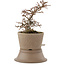 Cotoneaster horizontaleis, 22,5 cm, ± 6 jaar oud