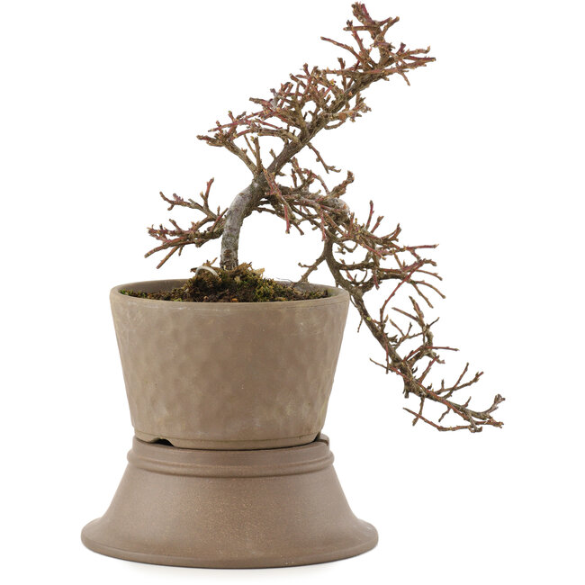 Cotoneaster horizontalis, 22,5 cm, ± 6 ans