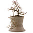 Cotoneaster horizontalis, 21,5 cm, ± 6 years old