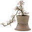 Cotoneaster horizontaleis, 21,5 cm, ± 6 jaar oud