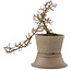 Cotoneaster horizontalis, 21,5 cm, ± 6 years old