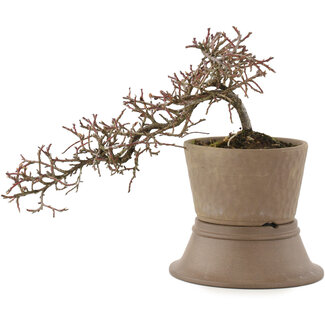 Cotoneaster horizontaleis, 16 cm, ± 6 jaar oud