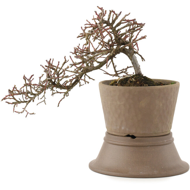 Cotoneaster horizontalis, 16 cm, ± 6 years old