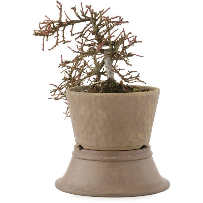 Cotoneaster horizontalis, 16 cm, ± 6 ans