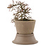 Cotoneaster horizontalis, 16 cm, ± 6 ans