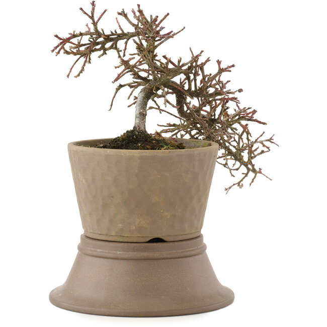 Cotoneaster horizontalis, 16 cm, ± 6 years old