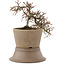 Cotoneaster horizontaleis, 16 cm, ± 6 jaar oud