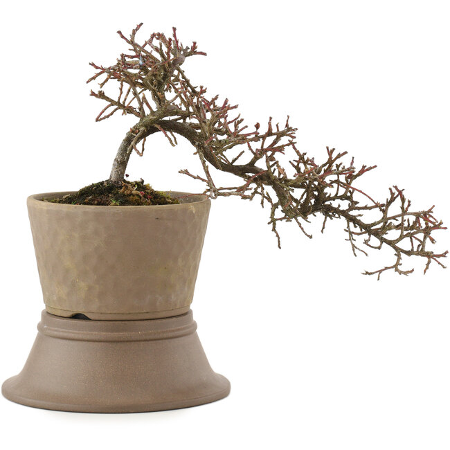 Cotoneaster horizontalis, 16 cm, ± 6 years old