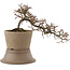 Cotoneaster horizontalis, 16 cm, ± 6 Jahre alt