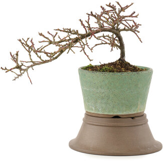 Cotoneaster horizontaleis, 13,5 cm, ± 6 jaar oud