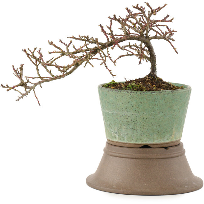 Cotoneaster horizontaleis, 13,5 cm, ± 6 jaar oud