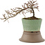 Cotoneaster horizontaleis, 13,5 cm, ± 6 jaar oud