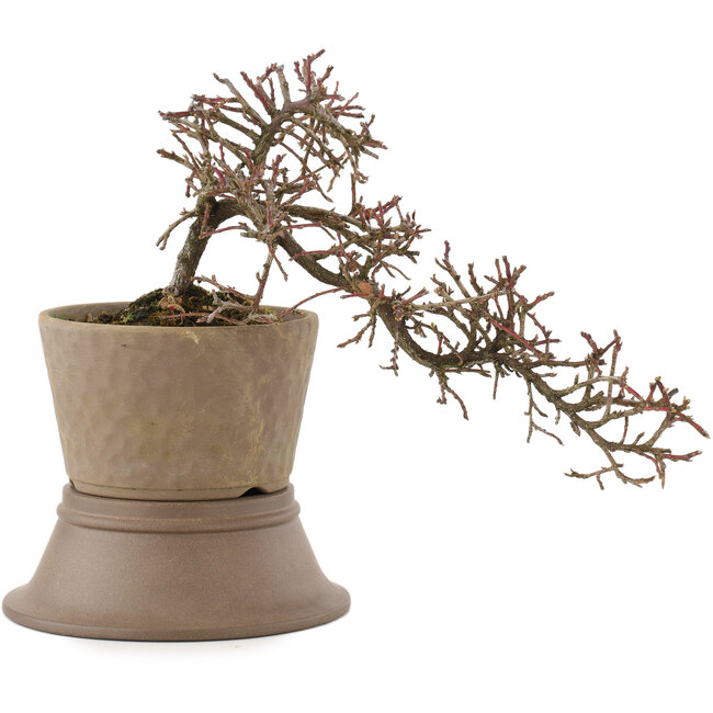 Cotoneaster horizontalis, 16 cm, ± 6 Jahre alt