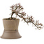 Cotoneaster horizontaleis, 16 cm, ± 6 jaar oud