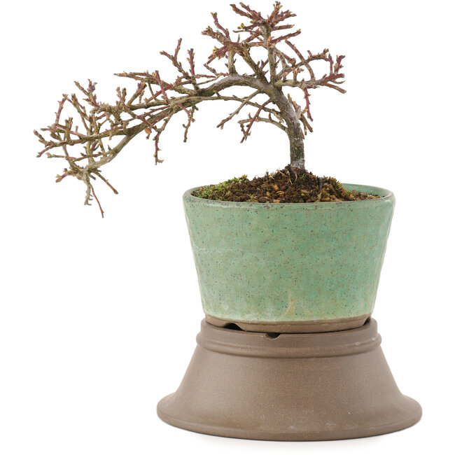 Cotoneaster orizzontalis, 13,5 cm, ± 6 anni