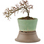 Cotoneaster horizontaleis, 13,5 cm, ± 6 jaar oud