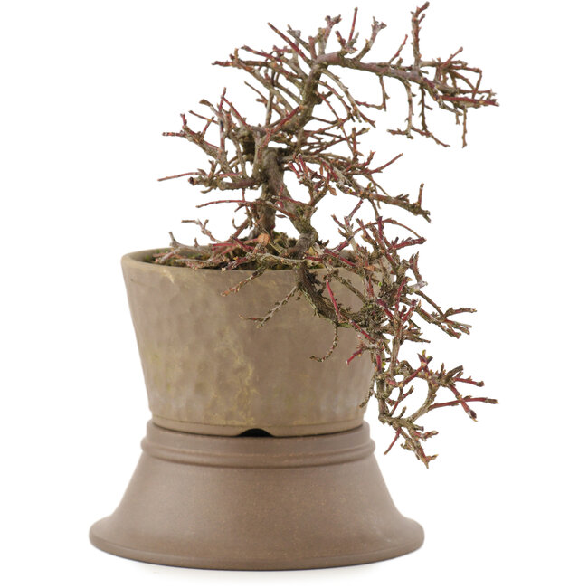 Cotoneaster horizontalis, 16 cm, ± 6 Jahre alt