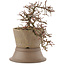 Cotoneaster horizontaleis, 16 cm, ± 6 jaar oud