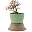 Cotoneaster horizontaleis, 13,5 cm, ± 6 jaar oud