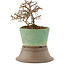 Cotoneaster horizontalis, 13,5 cm, ± 6 years old