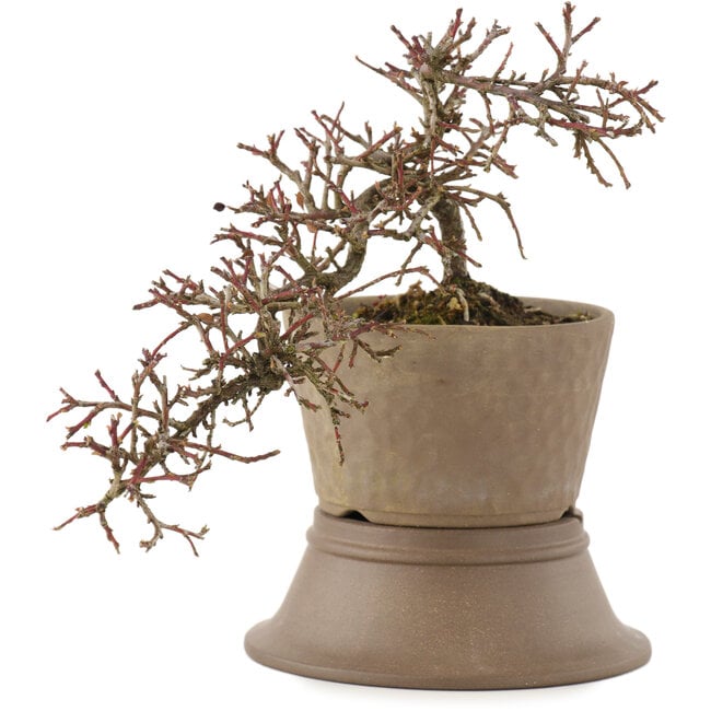 Cotoneaster horizontalis, 16 cm, ± 6 ans