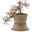 Cotoneaster horizontaleis, 16 cm, ± 6 jaar oud