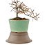 Cotoneaster horizontaleis, 13,5 cm, ± 6 jaar oud